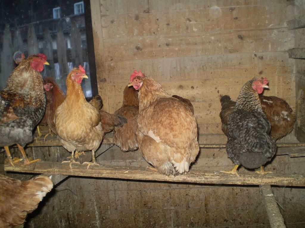 Fassnauerhof Ridnaun Lägenhet Ratschings Exteriör bild